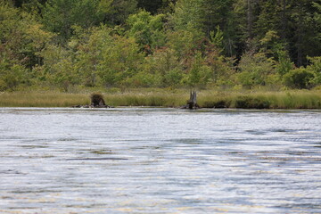 Fototapeta premium A view of a dense forest tree line from a lake in the Adirondacks.