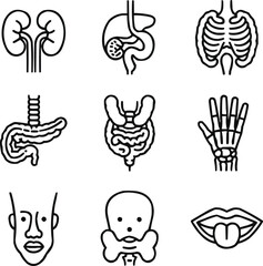 Human Anatomy Line Vector Icons  Internal Organs and Body Structure Set