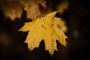 z&oacute;łty jesienny liść