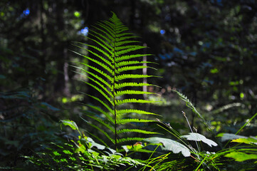 Jasnozielone liście paproci oświetlone rozproszonym światłem lasu, bujna sceneria natury do zdjęć stockowych. © Pol Badger