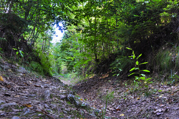  Okole - Góry Kaczawskie. Widoki ze szlaku prowadzącego na szczyt Okole. Spokojny leśny szlak przez bujną zieleń i rozświetlone słońcem baldachimy, cicha, polna ścieżka. © Pol Badger