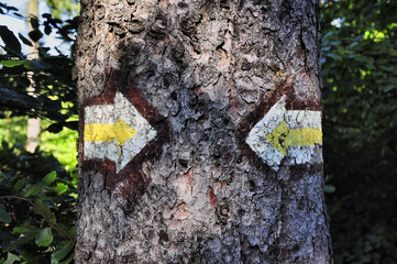 Okole - Góry Kaczawskie. Pień drzewa z żółtymi strzałkami wskazującymi szlak na szczyt Okole w lesie. © Pol Badger