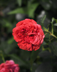 Blooming Flower Closeup Vibrant Nature