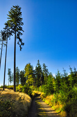 Okole - Góry Kaczawskie. Widoki ze szlaku prowadzącego na szczyt Okole. Słoneczna leśna ścieżka przez wysokie świerki pod czystym, błękitnym niebem. © Pol Badger