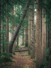 A path winds through a dense, mossy forest with tall trees.