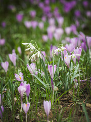 Snowdrops and crocuses bloom in a field.