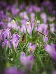 Spring snowdrops and crocuses bloom in a field.