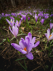 A field of purple crocuses blooms in the spring.