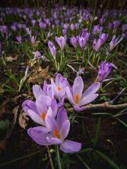 A field of purple crocuses bloom in the spring.