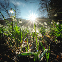 Snowdrops bloom in the morning sun after a misty night.