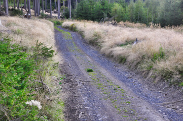  Okole - Góry Kaczawskie. Widoki ze szlaku prowadzącego na szczyt Okole. Kręta, żwirowa ścieżka przez łąkę i świerkowy las w spokojnym górskim krajobrazie. © Pol Badger