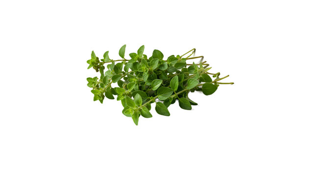 Fresh Green Oregano Sprigs and Leaves Against a Dark Background - Powered by Adobe