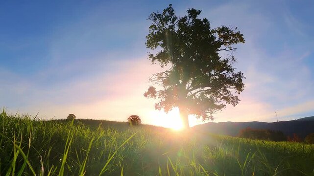von aufgehender morgendlicher Sonne angestrahlter gro&szlig;er Baum  &ndash; Natur, Lichtstimmung und Wetterdynamik im Sonnenaufgang &ndash; beeindruckende Naturaufnahme bei Tagesanbruch im Zeitraffer
