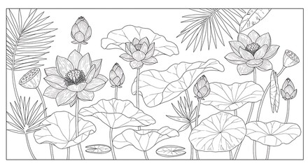 Detailed Line Art Illustration of Lotus Flowers and Leaves.