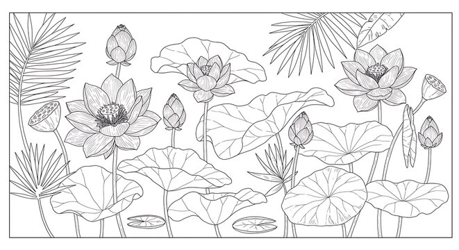 Detailed Line Art Illustration of Lotus Flowers and Leaves.