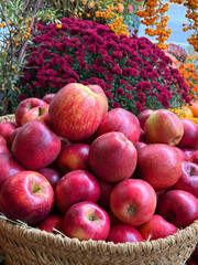Ripe red apples in a basket. 
