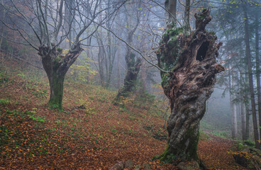 Misty forest with ancient, gnarled trees and fallen leaves.