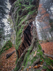 Ancient hollow tree covered in moss in a misty forest.