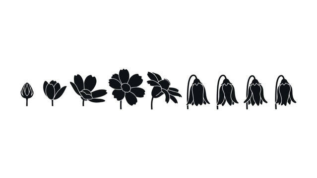 Life Cycle of a Flower: A monochrome depiction captures the complete journey of a flower, illustrating its delicate progression from a nascent bud to a mature bloom and final fading.