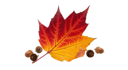 Vibrant autumn maple leaf acorns pine cones nature seasonal elements