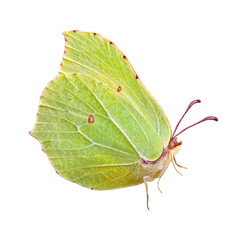 Naklejka premium colorful yellow butterfly isolated on transparent background. brimstones butterfly close up