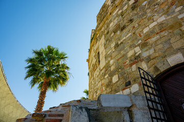 Obraz premium Beautiful palm tree next to an ancient wall in Durrës, Albania.