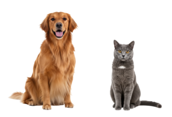 Golden retriever and russian blue cat sitting together transparent background cutout png