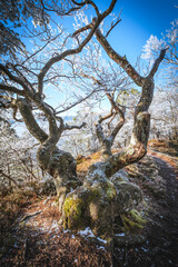 Twisted tree branches covered in frost against a blue sky.