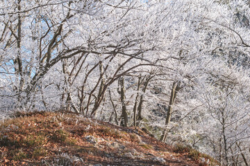 Frosted trees on a wintery forest path.