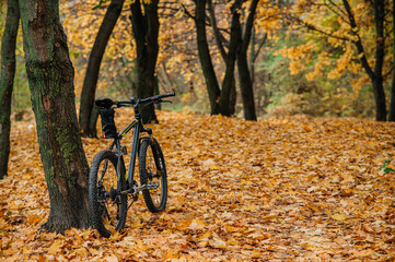 Enjoying an Autumn Bicycle Ride Through a Beautiful LeafCovered Forest Canopy Above