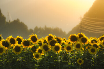 Sunflowers bathed in golden morning light.