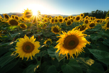 Sunflowers bathed in golden hour light, facing the setting sun.