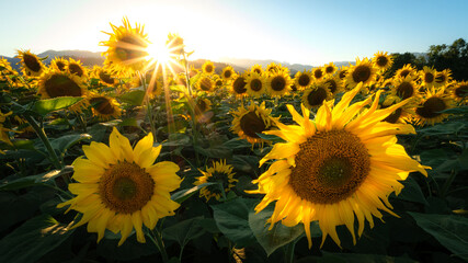 Sunflowers bathed in golden morning light.