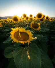 Sunflowers bathed in golden hour light, facing the setting sun.