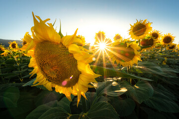 Sun flares through a field of sunflowers at sunset.