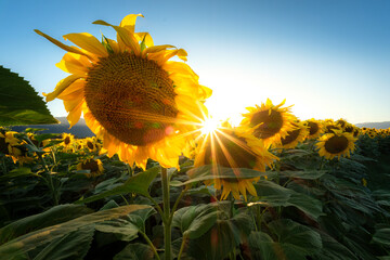 Sun flares through a field of sunflowers at sunset.