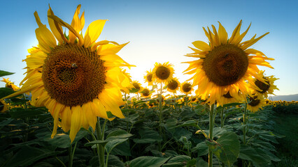 Sunflowers bathed in golden light under a clear blue sky.