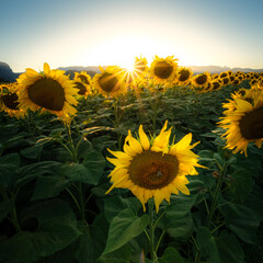 Sunflowers bathed in the golden light of sunset.