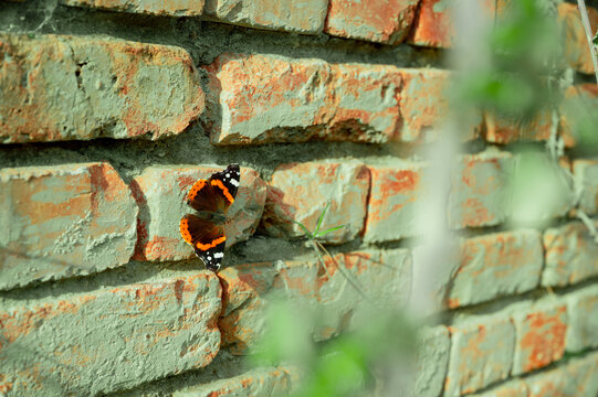 Close-up of a red admiral butterfly (Vanessa atalanta) resting on a sunlit brick wall in Albania during spring.