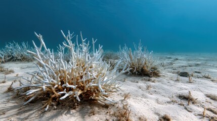 Bleached coral reef on a barren ocean floor, faded colors, symbol of dying marine ecosystems