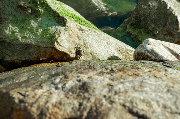 Close-up view of coastal stones covered with seaweed as sea waves create splashes around them.
