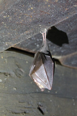 Rhinolophus hipposideros . Lesser Horseshoe Bat . Kleine Hufeisennase  . Fledermaus . 
