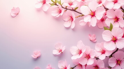 Soft focus pink cherry blossoms and petals on a light background