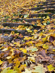Autumn background with dry yellow and brown maple leaves lying on old stone stairs in a park. Symbol of fall season, nostalgia and change of nature.