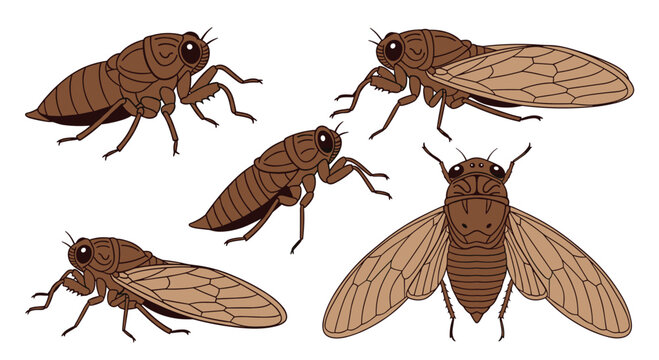 Cicada Life Cycle Stages Illustration on White Background.