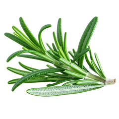  Rosemary leaf herbal is spices isolated on alpha background png 
