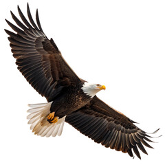 Fototapeta premium Majestic bald eagle soaring through the sky with wings spread wide in a powerful display of freedom