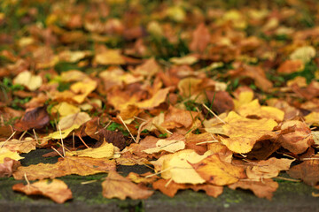 Yellow and brown maple leaves lying on the ground. Concept of seasonal change, background, texture, and autumn nature.