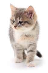 Obraz premium Cute gray kitten standing isolated on white background