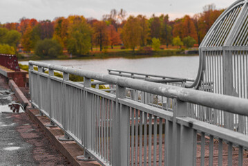 Metal fencing near a pond and park